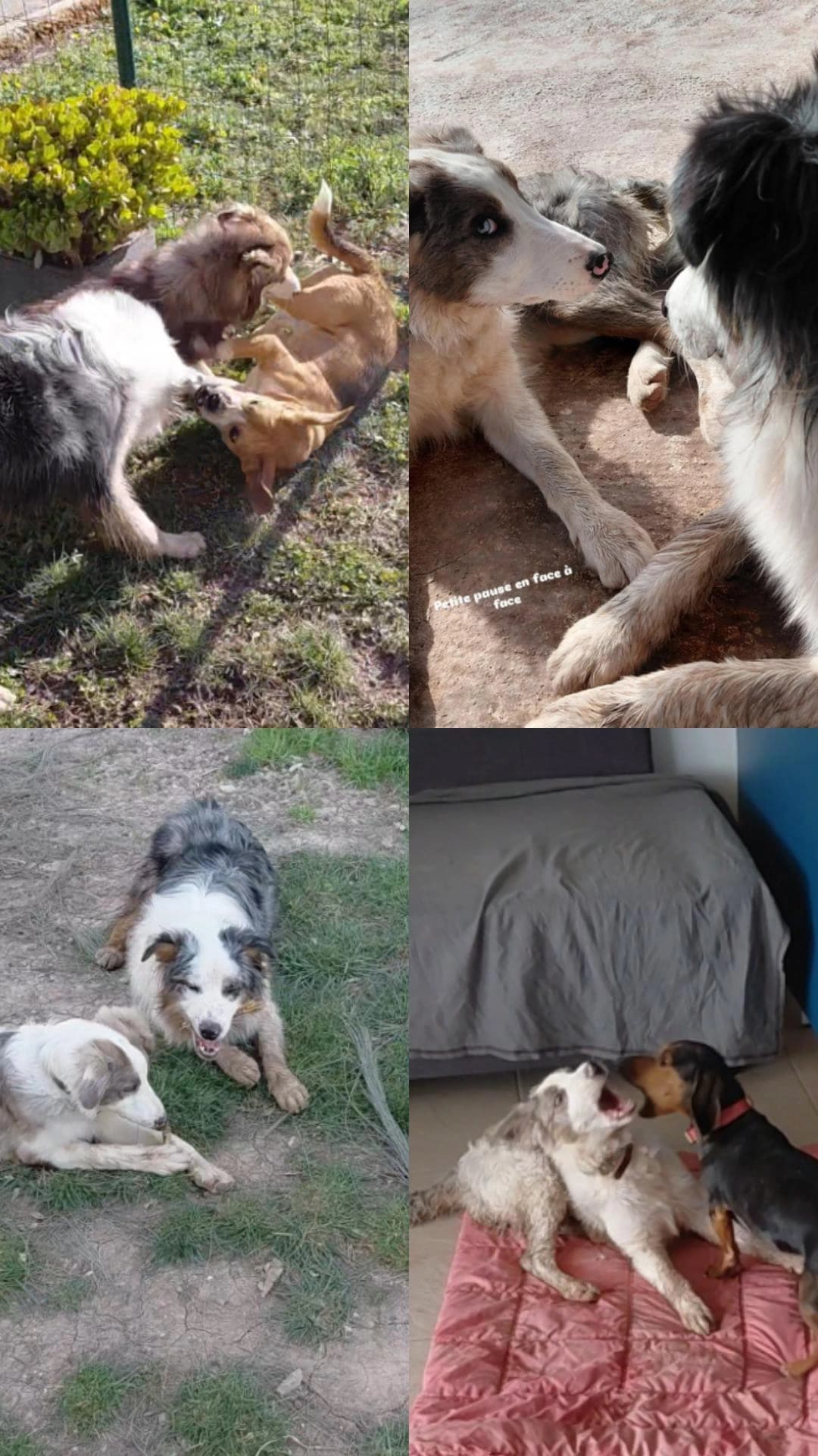 presentation chiens centre aere 2