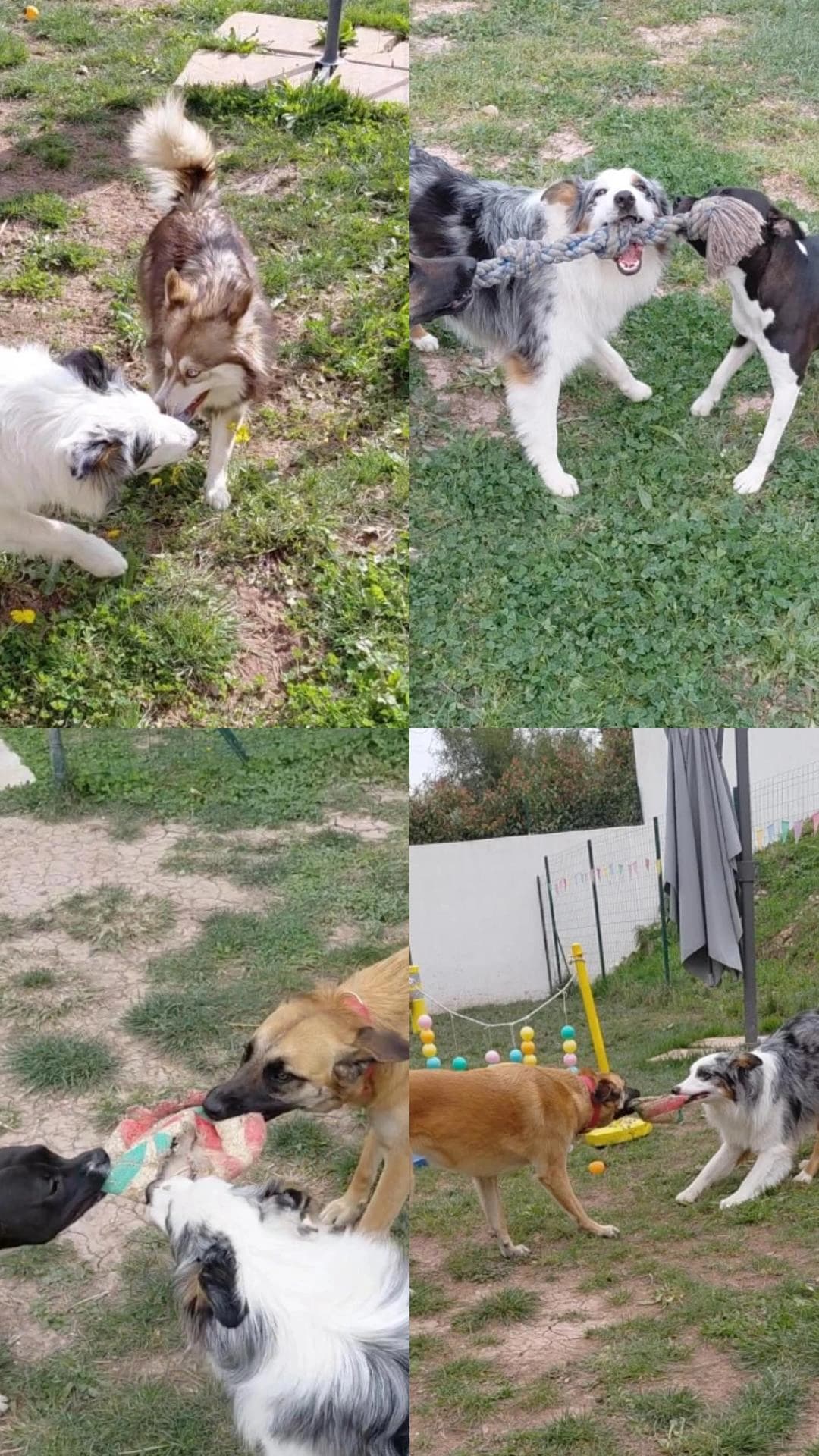 presentation chiens centre aere 3