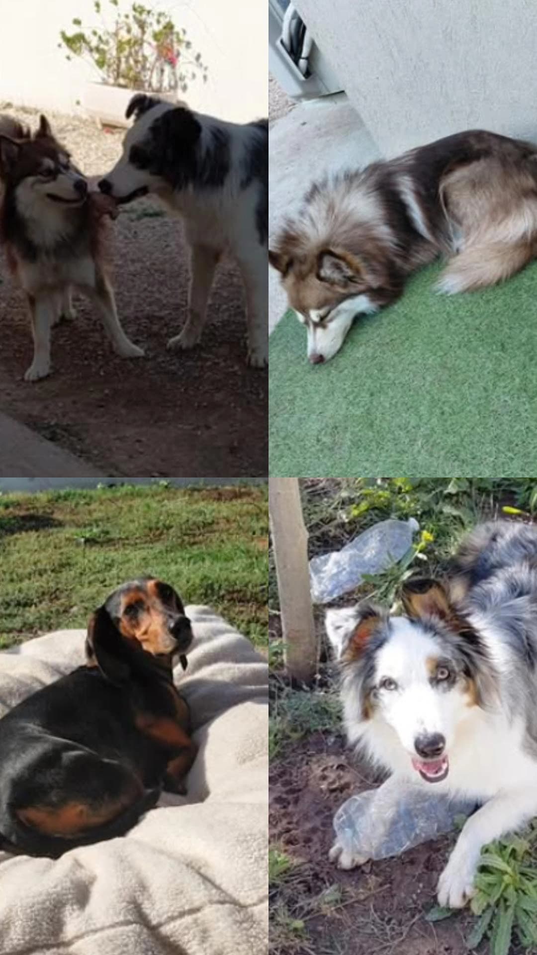 presentation chiens centre aere 3